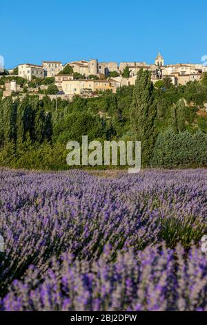 Abendsonne auf dem mittelalterlichen Dorf Sault über einem Lavendelfeld, Provence-Alpes-Côte d'Azur, Frankreich Stockfoto