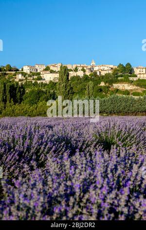 Abendsonne auf dem mittelalterlichen Dorf Sault über einem Lavendelfeld, Provence-Alpes-Côte d'Azur, Frankreich Stockfoto