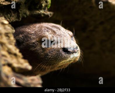 Ein Gefleckter Otter ragt aus dem Eingang von seinem holt. Obwohl sie weit verbreitet waren, wurden diese agilen Wasserjäger für die verfolgt Stockfoto