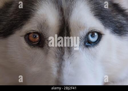 Husky blickt mit piercing Augen direkt auf die Linse. Stockfoto