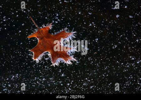 Frostbedecktes Eichenblatt auf Teich Stockfoto