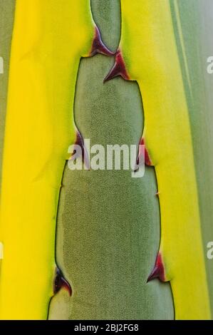 Century Pflanze Detail (Agave americana) in Anna Scripps Whitcomb Conservatory, Detroit, Michigan, die älteste kontinuierlich laufende Wintergarten in den USA Stockfoto