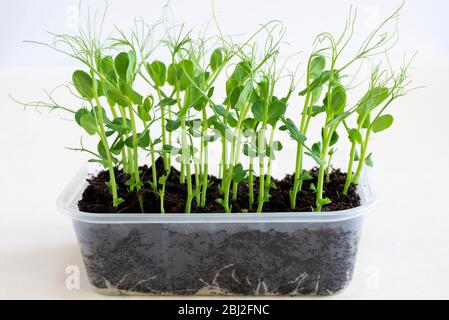 Pfuhltiere in einem kleinen Behälter anbauen. Stockfoto
