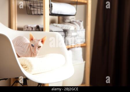 Bettwäsche, Bettbezüge und Handtücher werden vertikal gefaltet. Körbe aus Metall und Stoff schwarz. Weiße Sphinx-Katze. Das Konzept der Hausarbeit und Lagerung. Stockfoto