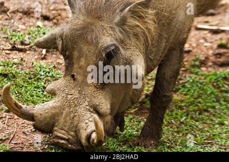 Ein reifer Warzenrüde hat große Stoßzähne und ausgeprägte Gesichtswarzen, um seine Dominanz gegenüber Weibchen in seinem Heimatbereich sowie ein leicht zu messende Zeichen zu zeigen Stockfoto