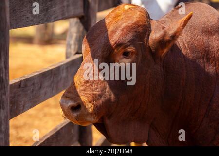 Schöne Bonnmara Stier in der Farm Corral Stockfoto