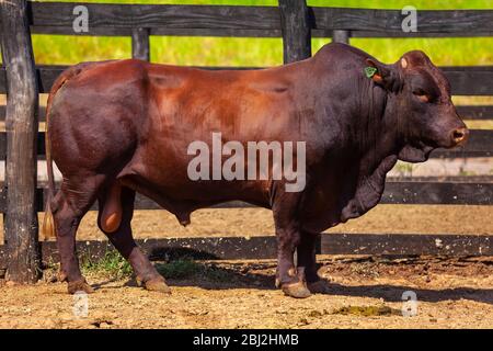 Schöne Bonnmara Stier in der Farm Corral Stockfoto