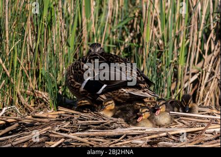 Mallard Entenküken genießen die warme Frühlingssonne mit Mutter Ente Stockfoto