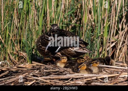 Mallard Entenküken genießen die warme Frühlingssonne mit Mutter Ente Stockfoto