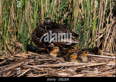 Mallard Entenküken genießen die warme Frühlingssonne mit Mutter Ente Stockfoto