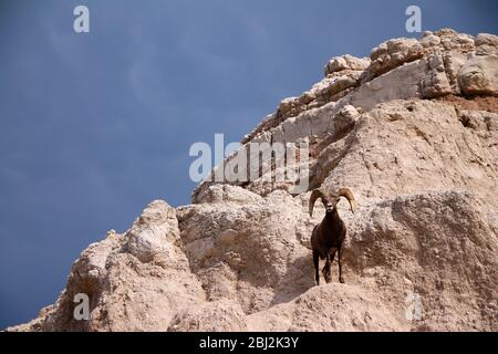 Blick auf Badlands Panorama mit Bighorn Schafe Stockfoto