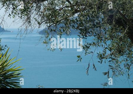 Olivenblätter fotografiert im Golf von La Spezia mit dem Hintergrund der Isola del Tino. Stockfoto