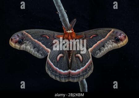 Cecropia Moth, Hyalophora cecropia, auf schwarzem Hintergrund Stockfoto