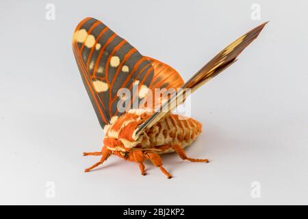 Regal Moth, Citheronia regalis, auf weißem Hintergrund Stockfoto