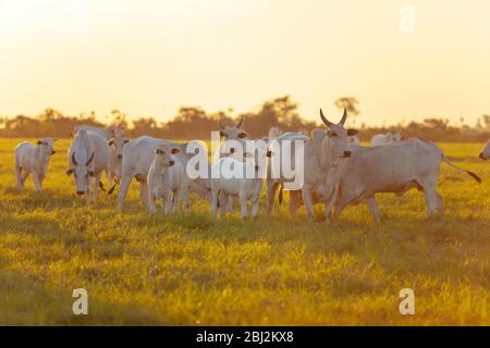 Nellore Rinder grasen auf dem Feld bei Sonnenuntergang, Mato Grosso do Sul, Brasilien Stockfoto