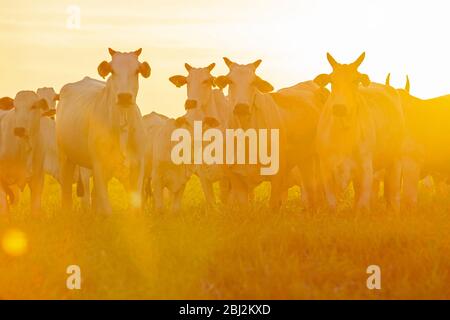 Nellore Rinder grasen auf dem Feld bei Sonnenuntergang, Mato Grosso do Sul, Brasilien Stockfoto