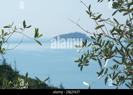 Olivenblätter fotografiert im Golf von La Spezia mit dem Hintergrund der Isola del Tino. Stockfoto