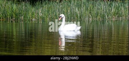 Ein Schwan, der in ruhigem Wasser schwimmend Stockfoto
