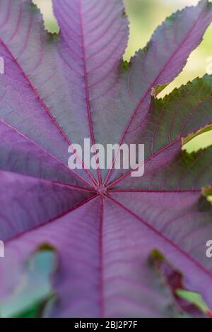 Nahaufnahme eines Palmenblattes, Detail Stockfoto