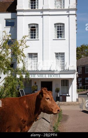 Kühe im Mill Hotel Sudbury Stockfoto