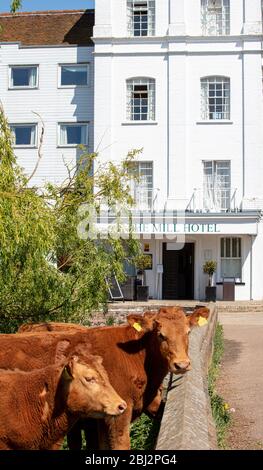 Kühe im Mill Hotel Sudbury Stockfoto