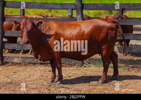 Schöne Bonsmara Zuchtkuh in der Farm Corral Stockfoto