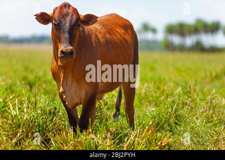 Schöne Bonsmara Steer in der Farm Corral Stockfoto