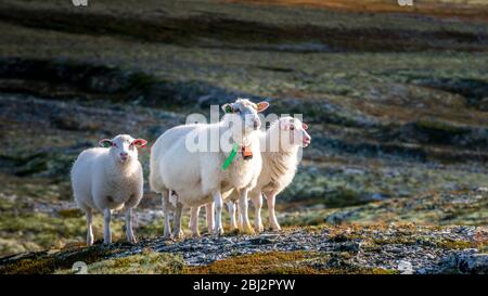 Norwegen, im Sommer, Wandern im Rondane Nationalpark mit Kindern Stockfoto