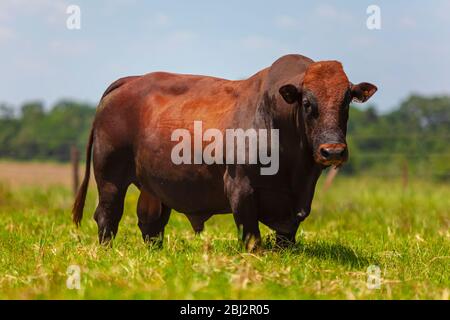 Schöne Zuchtbulle der Bonsmara Rasse im Farmkorral Stockfoto