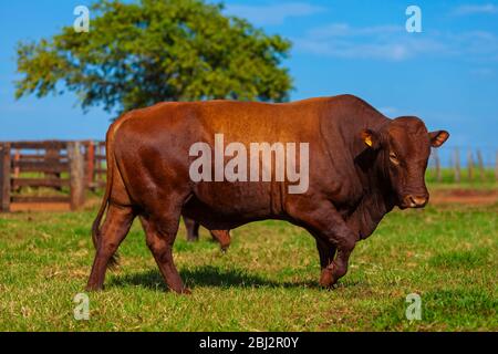 Schöne Zuchtbulle der Bonsmara Rasse im Farmkorral Stockfoto