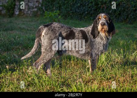 Griffon Bleu de Gascogne (Canis lupus familiaris), Galicien, Spanien. Stockfoto