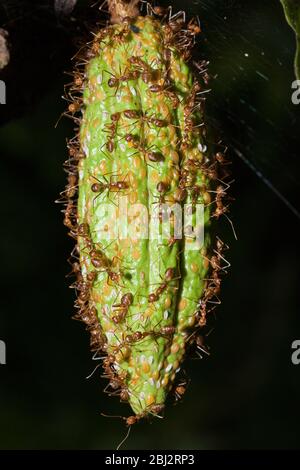 Ameisen auf Kakaobst, Formicidae, Kimbe Bay, New Britain, Papua-Neuguinea Stockfoto