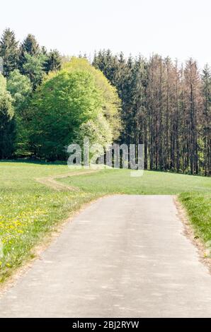 Wald in der ländlichen Landschaft, Westerwald Wälder in Rheinland-Pfalz, Deutschland, Westeuropa Stockfoto