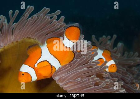 Clown Anemonenfischen, Amphiprion Ocellaris, Kimbe Bay, New Britain, Papua Neu Guinea Stockfoto