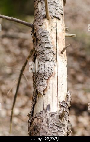 Wald in der ländlichen Landschaft, Westerwald Wälder in Rheinland-Pfalz, Deutschland, Westeuropa Stockfoto