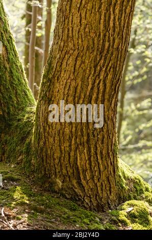 Wald in der ländlichen Landschaft, Westerwald Wälder in Rheinland-Pfalz, Deutschland, Westeuropa Stockfoto