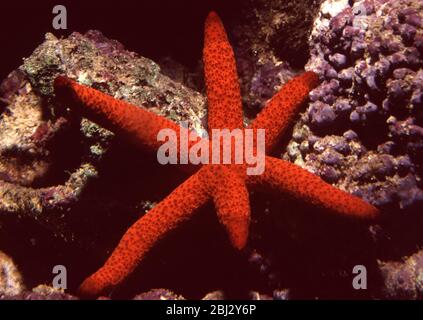 Armregeneration in Luzon Seestar (Echinaster luzonicus) Stockfoto