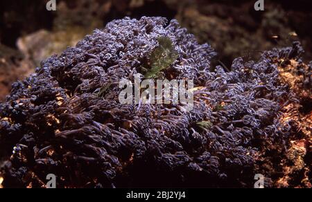 Blau winkende Handkoralle, Anthelia sp. Stockfoto