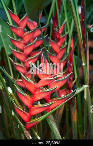 Eine blühende Hummer-Kralle, auch Falschvogel des Paradieses genannt Stockfoto