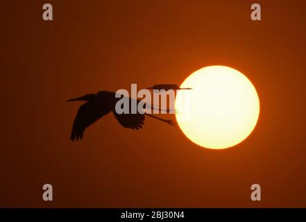 Nanchang, Chinas Provinz Jiangxi. April 2020. Reiher fliegen bei Sonnenuntergang über einem Waldpark in Nanchang, der ostchinesischen Provinz Jiangxi, 27. April 2020. Kredit: Wan Xiang/Xinhua/Alamy Live News Stockfoto