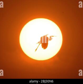 Nanchang, Chinas Provinz Jiangxi. April 2020. Ein Reiher fliegt bei Sonnenuntergang in Nanchang, der ostchinesischen Provinz Jiangxi, über einen Waldpark, 27. April 2020. Kredit: Wan Xiang/Xinhua/Alamy Live News Stockfoto