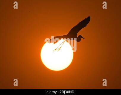 Nanchang, Chinas Provinz Jiangxi. April 2020. Ein Reiher fliegt bei Sonnenuntergang in Nanchang, der ostchinesischen Provinz Jiangxi, über einen Waldpark, 27. April 2020. Kredit: Wan Xiang/Xinhua/Alamy Live News Stockfoto