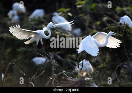 Nanchang, Chinas Provinz Jiangxi. April 2020. Reiher ruhen in einem Waldpark in Nanchang, Ostchina, Provinz Jiangxi, 27. April 2020. Kredit: Wan Xiang/Xinhua/Alamy Live News Stockfoto