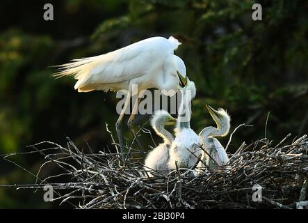 Nanchang, Chinas Provinz Jiangxi. April 2020. Ein Reiher füttert einen Reiher in einem Waldpark in Nanchang, Ostchina, Provinz Jiangxi, 27. April 2020. Kredit: Wan Xiang/Xinhua/Alamy Live News Stockfoto