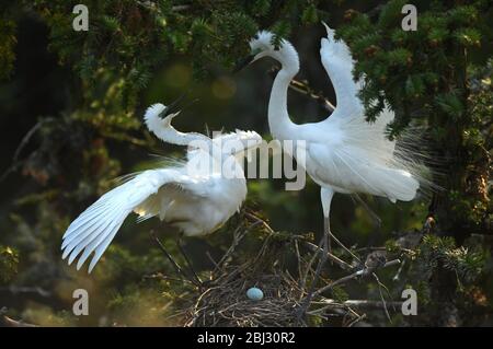 Nanchang, Chinas Provinz Jiangxi. April 2020. Zwei Reiher ruhen in einem Waldpark in Nanchang, Ostchina, Provinz Jiangxi, 27. April 2020. Kredit: Wan Xiang/Xinhua/Alamy Live News Stockfoto