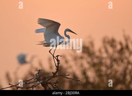 Nanchang, Chinas Provinz Jiangxi. April 2020. Ein Reiher ruht bei Sonnenuntergang in Nanchang, der Provinz Jiangxi, im Osten Chinas, am 27. April 2020 in einem Waldpark. Kredit: Wan Xiang/Xinhua/Alamy Live News Stockfoto