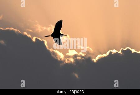 Nanchang, Chinas Provinz Jiangxi. April 2020. Ein Reiher fliegt bei Sonnenuntergang in Nanchang, der ostchinesischen Provinz Jiangxi, über einen Waldpark, 27. April 2020. Kredit: Wan Xiang/Xinhua/Alamy Live News Stockfoto