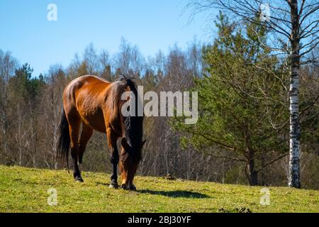 Braunes Pferd, das Gras auf dem Bauernhof an einem sonnigen Tag isst. Ranch Pferd Grassing in der Landschaft Stockfoto