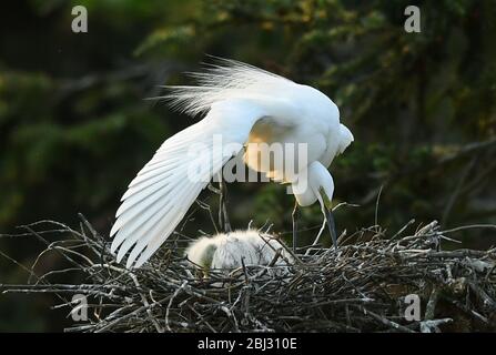 Nanchang, Chinas Provinz Jiangxi. April 2020. Ein Reiher bewacht die kleinen Reiher in einem Waldpark in Nanchang, der Provinz Jiangxi, im Osten Chinas, am 27. April 2020. Kredit: Wan Xiang/Xinhua/Alamy Live News Stockfoto