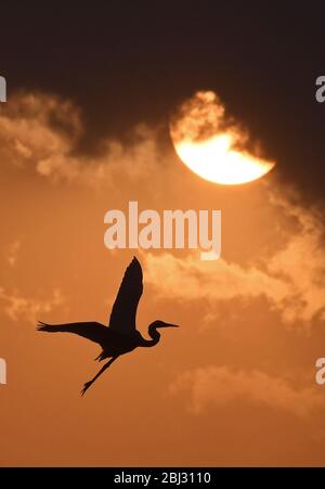 Nanchang, Chinas Provinz Jiangxi. April 2020. Ein Reiher fliegt bei Sonnenuntergang in Nanchang, der ostchinesischen Provinz Jiangxi, über einen Waldpark, 27. April 2020. Kredit: Wan Xiang/Xinhua/Alamy Live News Stockfoto